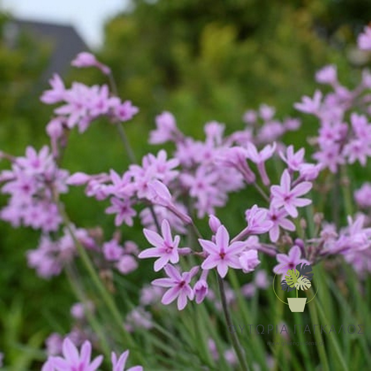 ΤΟΥΛΜΠΑXΙΑ (Tulbaghia violacea) - 1